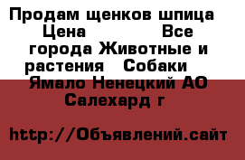 Продам щенков шпица › Цена ­ 20 000 - Все города Животные и растения » Собаки   . Ямало-Ненецкий АО,Салехард г.